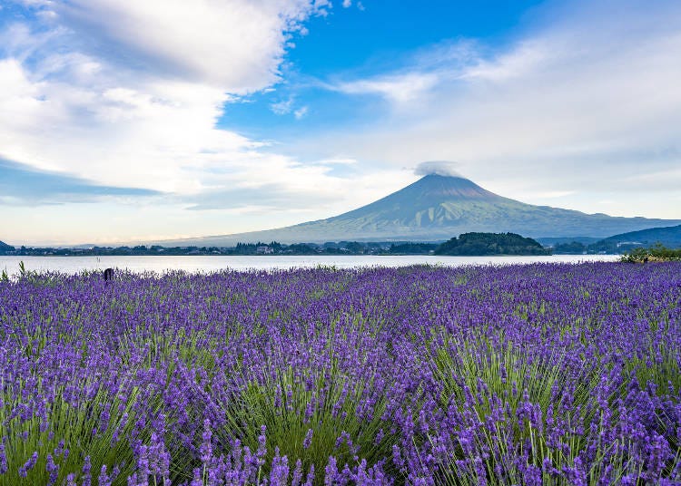 富士山とラベンダー 大石公園(画像素材:PIXTA)