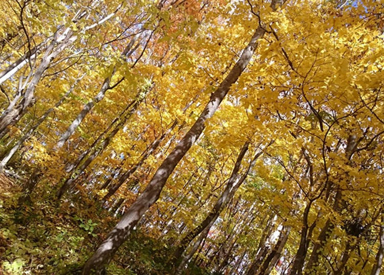 You come to the beautiful lake at the end of a passage of fresh green trees and leaves