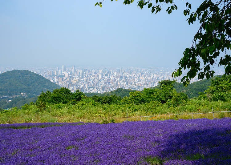 見晴らし抜群!紫のじゅうたんの向こうに広がる札幌の街並みを楽しもう