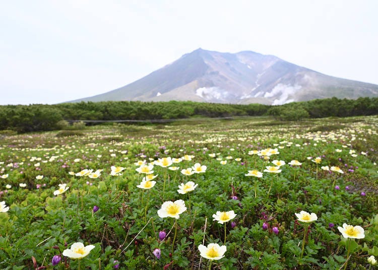 旭岳エリアとはどんな場所？