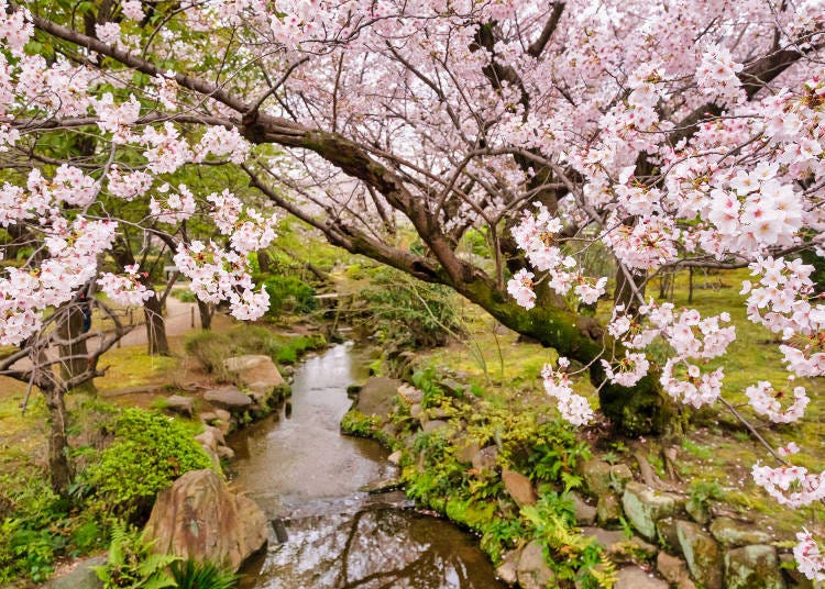 The cherry blossoms in full bloom in Gokuraku Jodo garden leave a strong impression