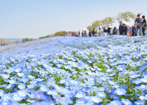 【2025年】春に行きたい関西の絶景花畑【兵庫・大阪・滋賀】