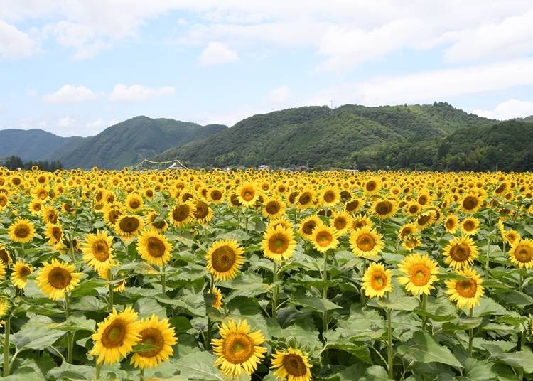 １．畑一面を黄色に埋めつくす「南光ひまわり畑」