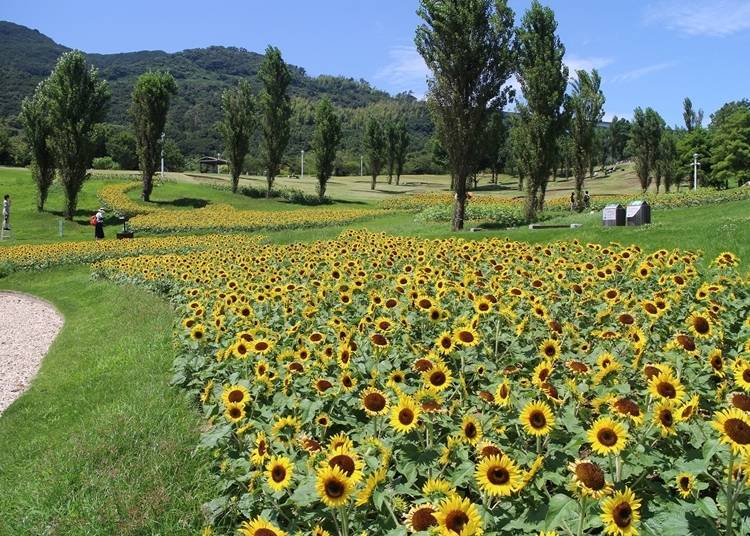 ４．四季の花とアクティビティ満載「淡路島国営明石海峡公園」