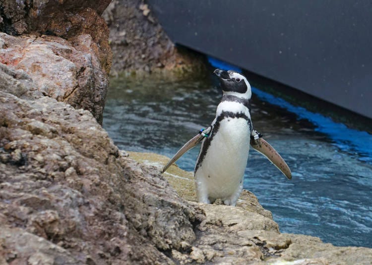 5.新潟市水族館 マリンピア日本海で海の生き物の魅力にふれる
