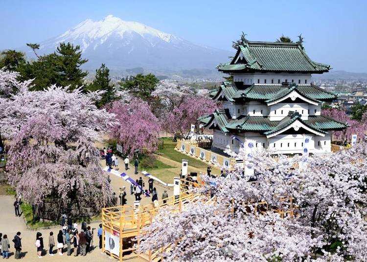 桜・岩木山・弘前城天守のコラボ