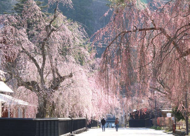 Top 10 Places in Akita to See the Cherry Blossoms in 2025