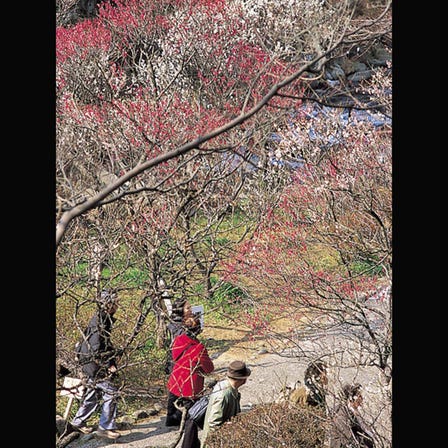 熱海梅園